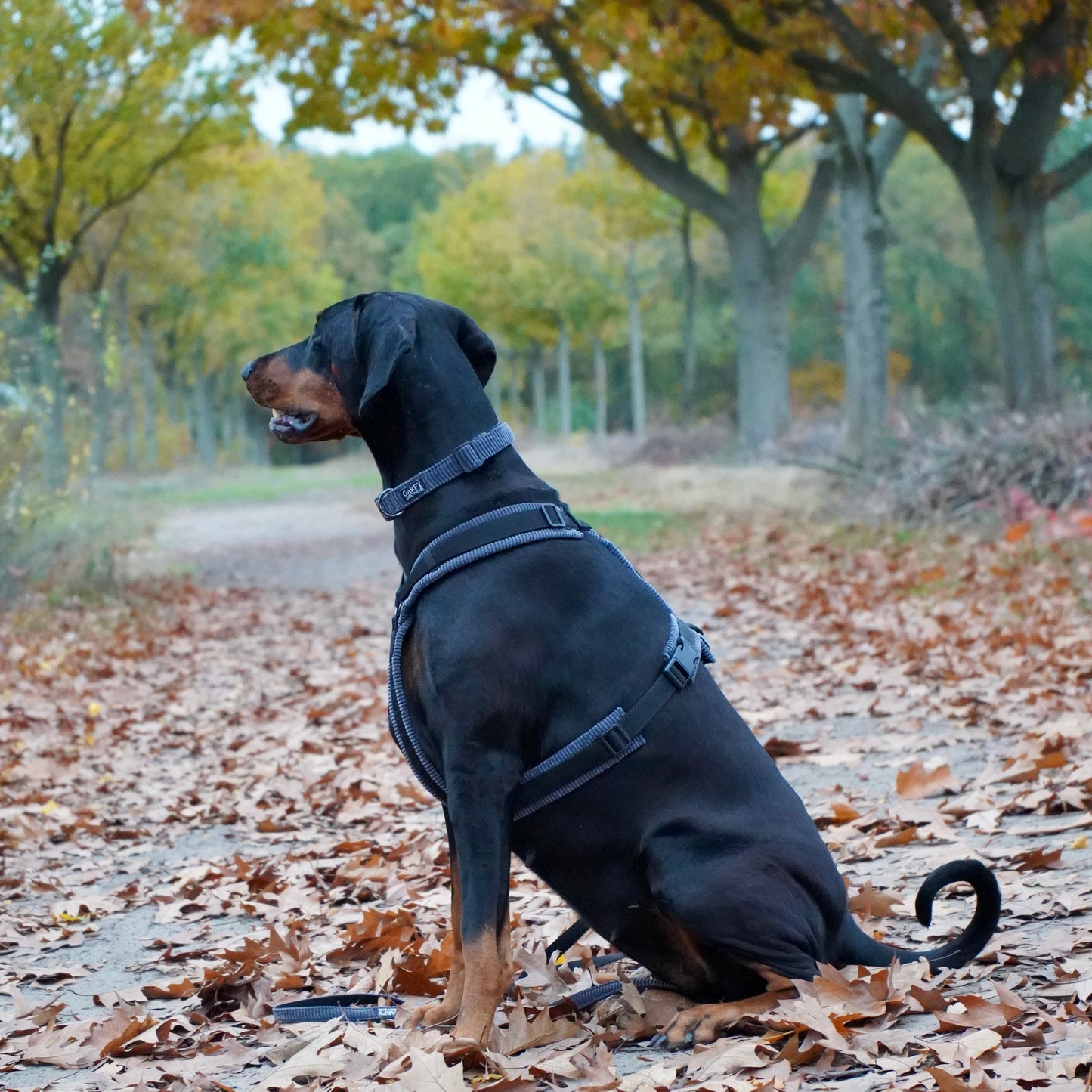 Hundegeschirr Urban