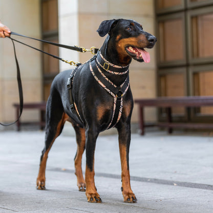 Hundegeschirr Heritage