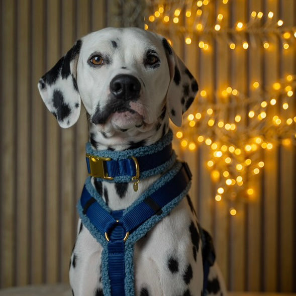 Teddy Hundegeschirr 'Blue'