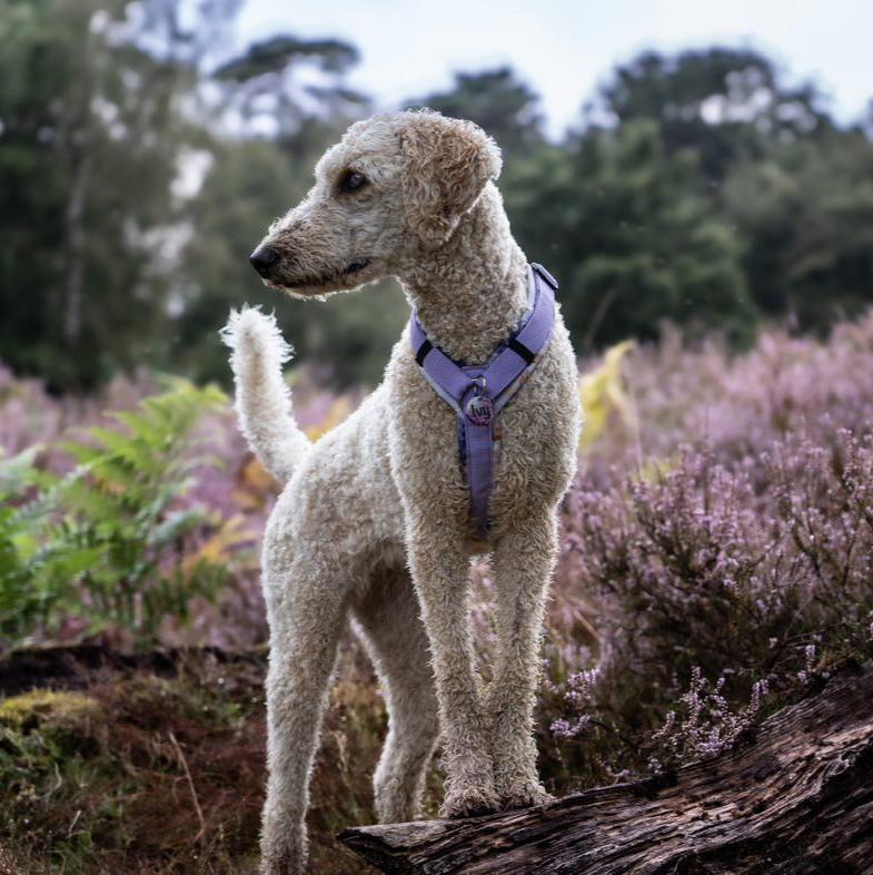 Hundegeschirr Blossom