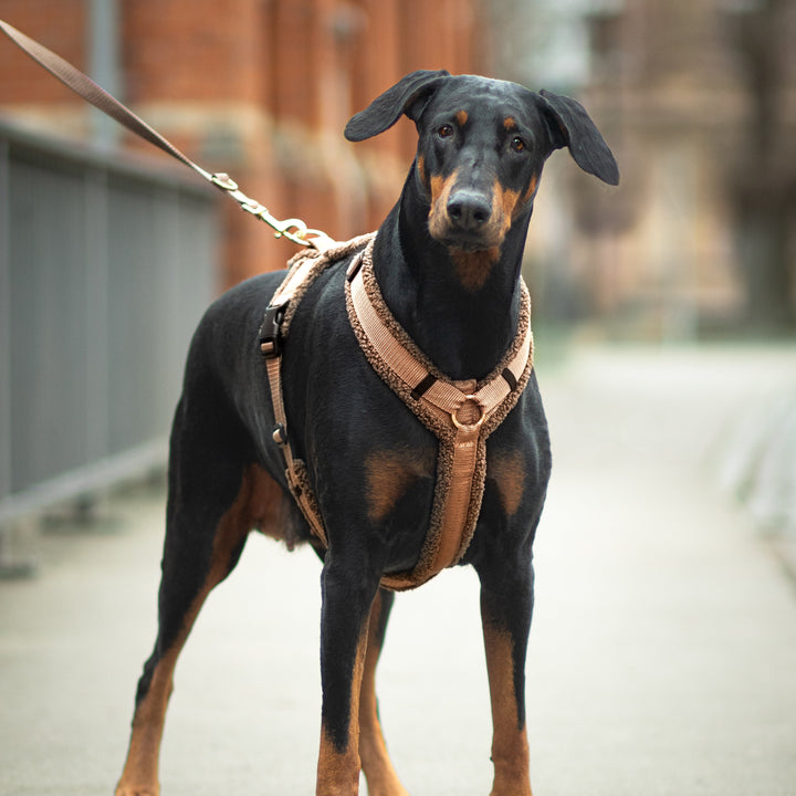 Teddy Hundegeschirr 'Mocca'