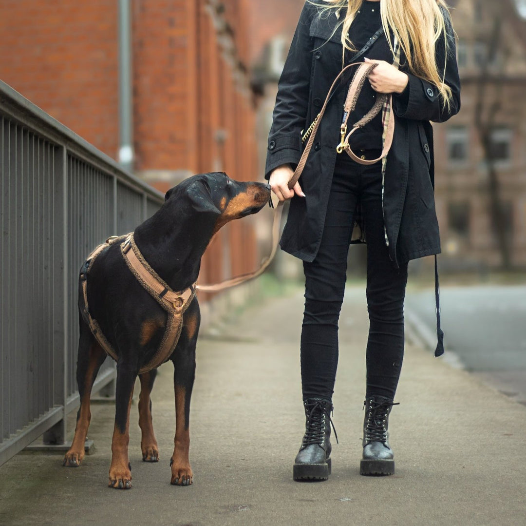 Teddy Hundegeschirr 'Mocca'