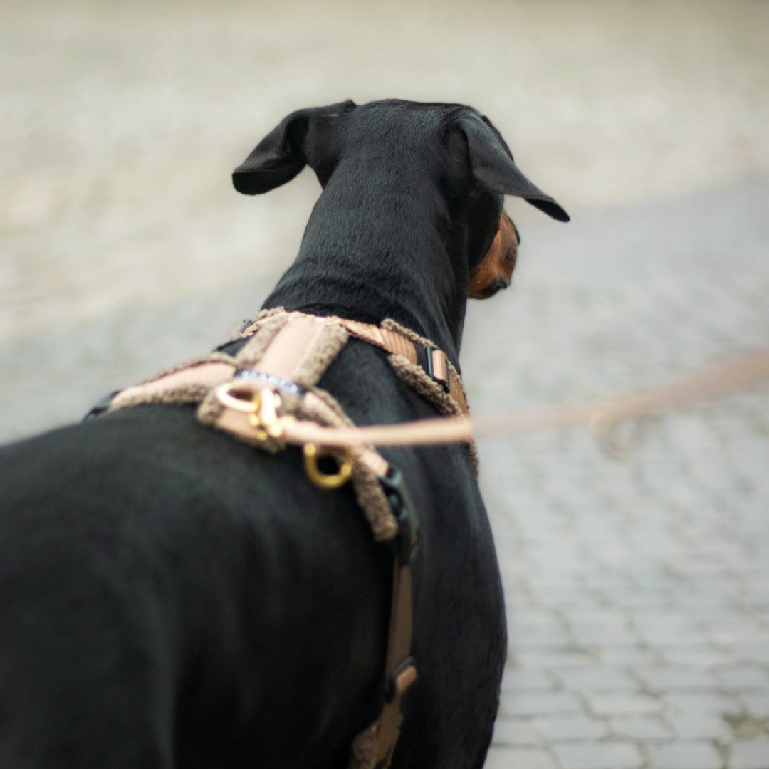 Teddy Hundegeschirr 'Mocca'