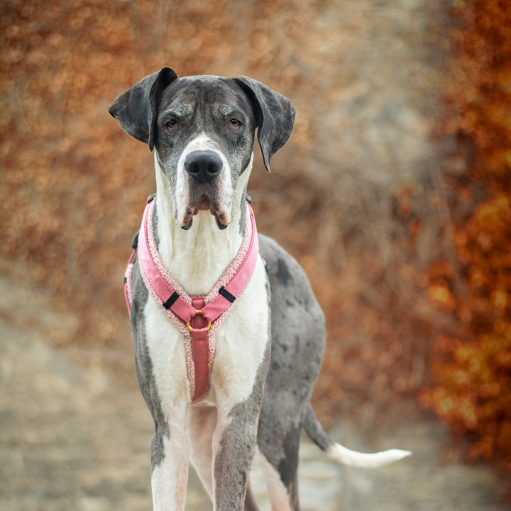 Teddy Hundegeschirr 'Blush'