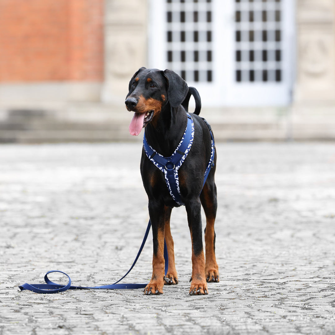 Hundegeschirr Indigo